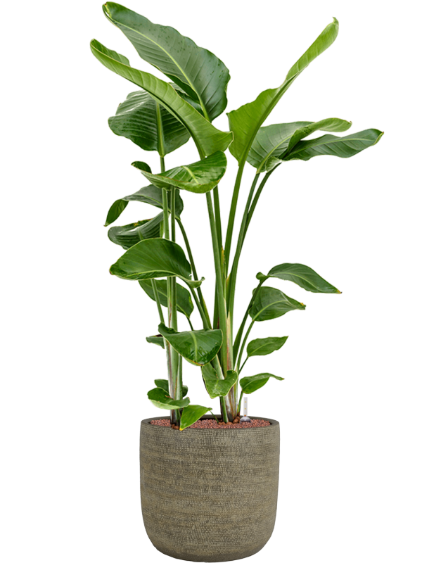 Strelitzia nicolai in Magna Office Plant With Pot 145cm Height 36cm Dia