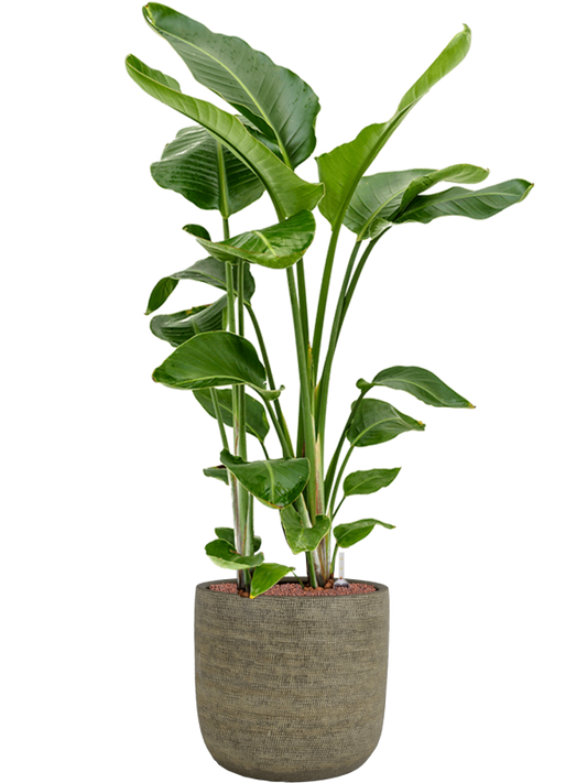 Strelitzia nicolai in Magna Office Plant With Pot 145cm Height 36cm Dia