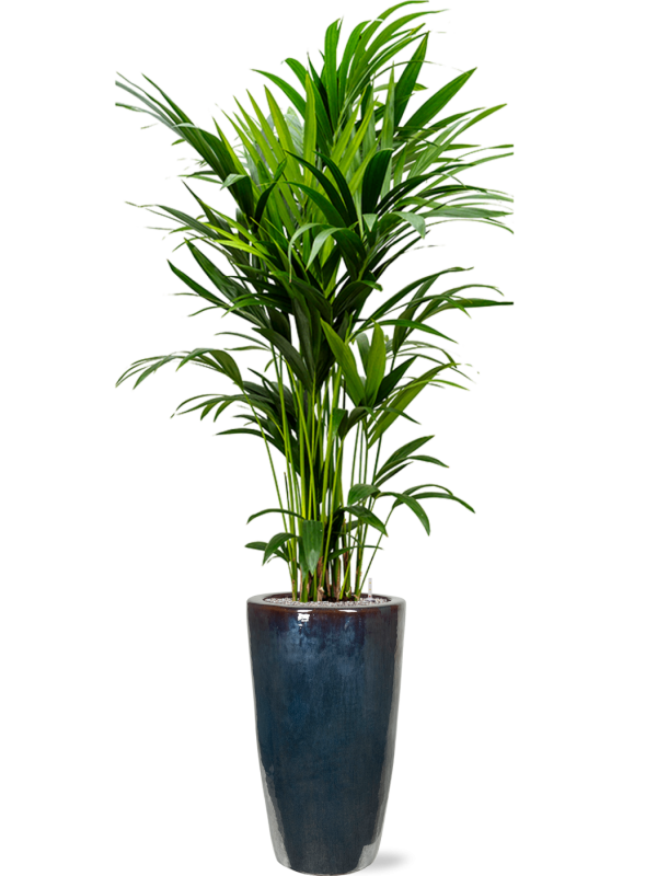 Kentia (Howea) forsteriana in Plain Office Plant With Pot 217cm Height 27cm Dia