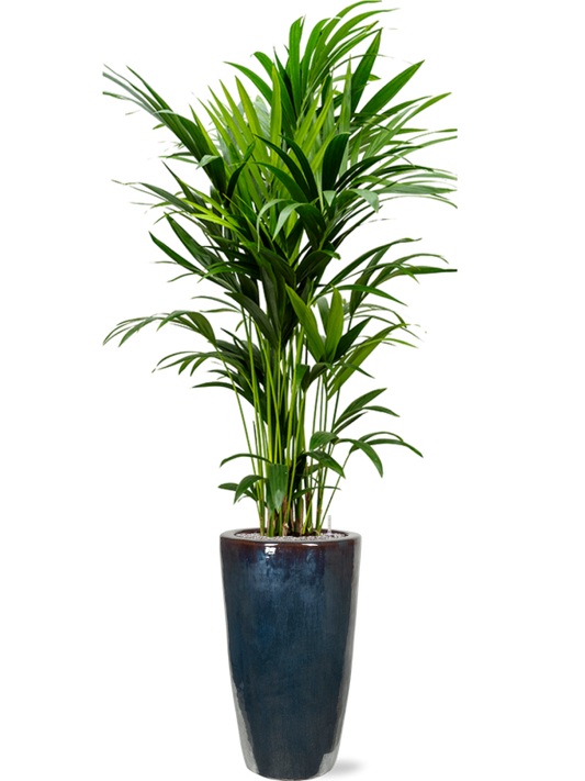 Kentia (Howea) forsteriana in Plain Office Plant With Pot 217cm Height 27cm Dia