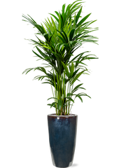 Kentia (Howea) forsteriana in Plain Office Plant With Pot 217cm Height 27cm Dia