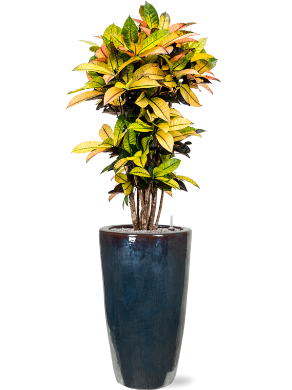 Croton (Codiaeum) variegatum 'Mrs. Iceton' in Plain Office Plant With Pot 168cm Height 27cm Dia