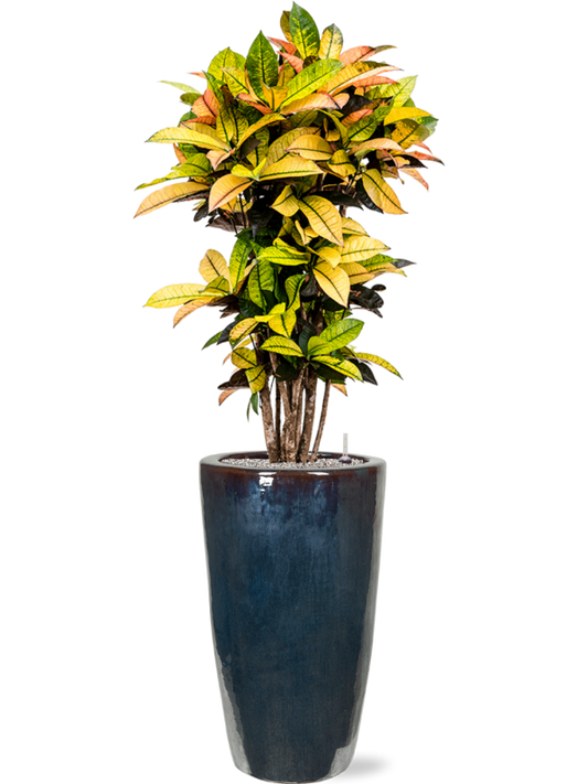 Croton (Codiaeum) variegatum 'Mrs. Iceton' in Plain Office Plant With Pot 168cm Height 27cm Dia