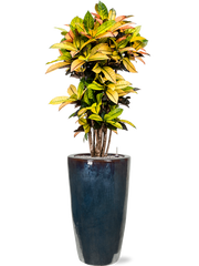 Croton (Codiaeum) variegatum 'Mrs. Iceton' in Plain Office Plant With Pot 168cm Height 27cm Dia