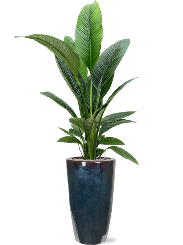 Spathiphyllum 'Sensation' in Plain Office Plant With Pot 194cm Height 27cm Dia