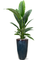 Spathiphyllum 'Sensation' in Plain Office Plant With Pot 194cm Height 27cm Dia