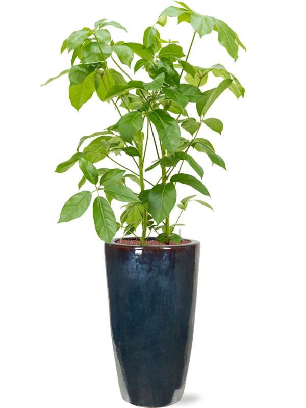 Schefflera actinophylla 'Amate' in Plain Office Plant With Pot 167cm Height 27cm Dia