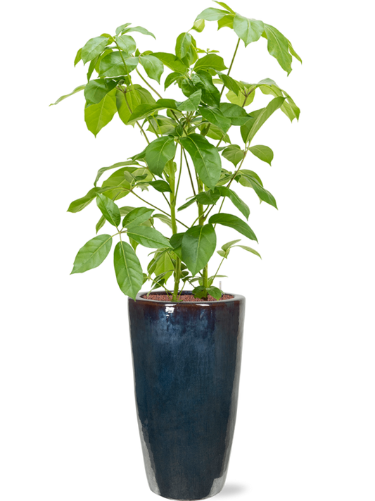 Schefflera actinophylla 'Amate' in Plain Office Plant With Pot 167cm Height 27cm Dia