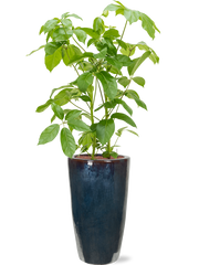 Schefflera actinophylla 'Amate' in Plain Office Plant With Pot 167cm Height 27cm Dia