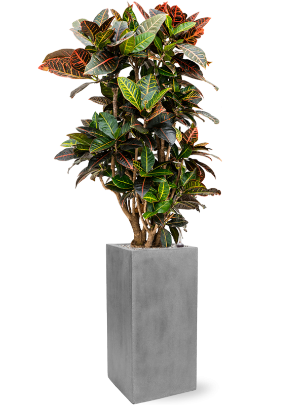 Croton (Codiaeum) variegatum 'Petra' in Fiberstone Office Plant With Pot 148cm Height 29cm Dia