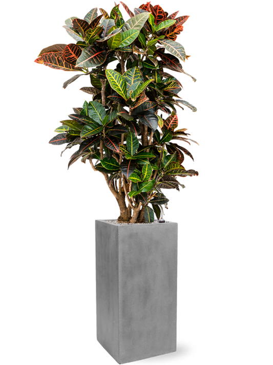 Croton (Codiaeum) variegatum 'Petra' in Fiberstone Office Plant With Pot 148cm Height 29cm Dia