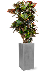 Croton (Codiaeum) variegatum 'Petra' in Fiberstone Office Plant With Pot 148cm Height 29cm Dia