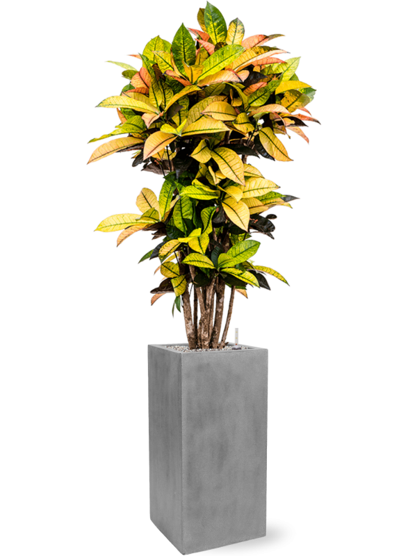 Croton (Codiaeum) variegatum 'Mrs. Iceton' in Fiberstone Office Plant With Pot 158cm Height 29cm Dia