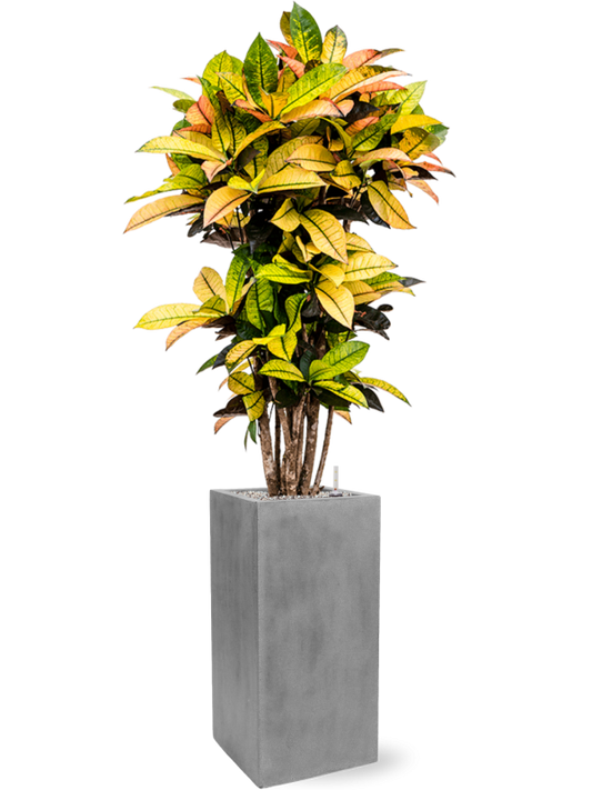 Croton (Codiaeum) variegatum 'Mrs. Iceton' in Fiberstone Office Plant With Pot 158cm Height 29cm Dia