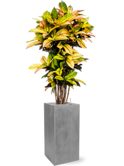 Croton (Codiaeum) variegatum 'Mrs. Iceton' in Fiberstone Office Plant With Pot 158cm Height 29cm Dia