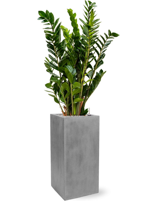 Zamioculcas zamiifolia in Fiberstone Office Plant With Pot 137cm Height 29cm Dia