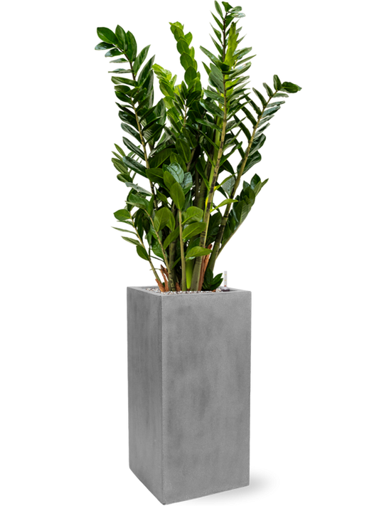 Zamioculcas zamiifolia in Fiberstone Office Plant With Pot 137cm Height 29cm Dia