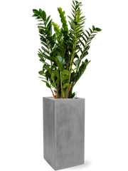 Zamioculcas zamiifolia in Fiberstone Office Plant With Pot 137cm Height 29cm Dia