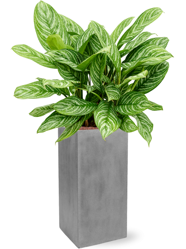 Aglaonema 'Stripes' in Fiberstone Office Plant With Pot 118cm Height 29cm Dia