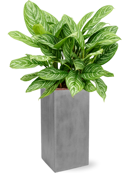 Aglaonema 'Stripes' in Fiberstone Office Plant With Pot 118cm Height 29cm Dia