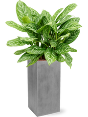 Aglaonema 'Stripes' in Fiberstone Office Plant With Pot 118cm Height 29cm Dia