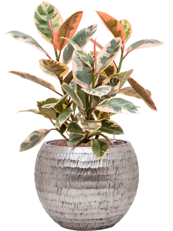 Ficus elastica 'Belize' in Baq Opus Hammered Office Plant With Pot 79cm Height 27cm Dia