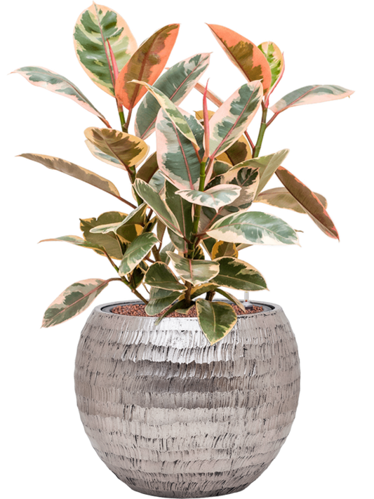 Ficus elastica 'Belize' in Baq Opus Hammered Office Plant With Pot 79cm Height 27cm Dia