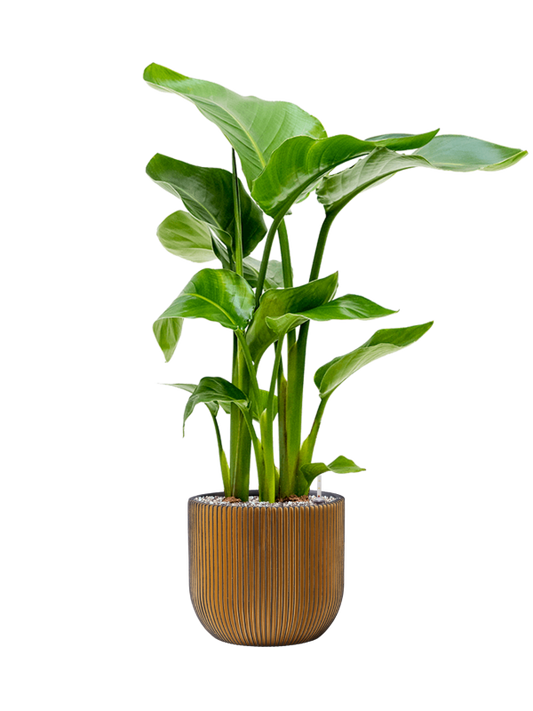 Strelitzia nicolai in Capi Nature Groove Office Plant With Pot 79cm Height 21.5cm Dia