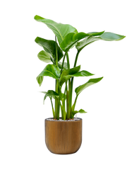 Strelitzia nicolai in Capi Nature Groove Office Plant With Pot 79cm Height 21.5cm Dia