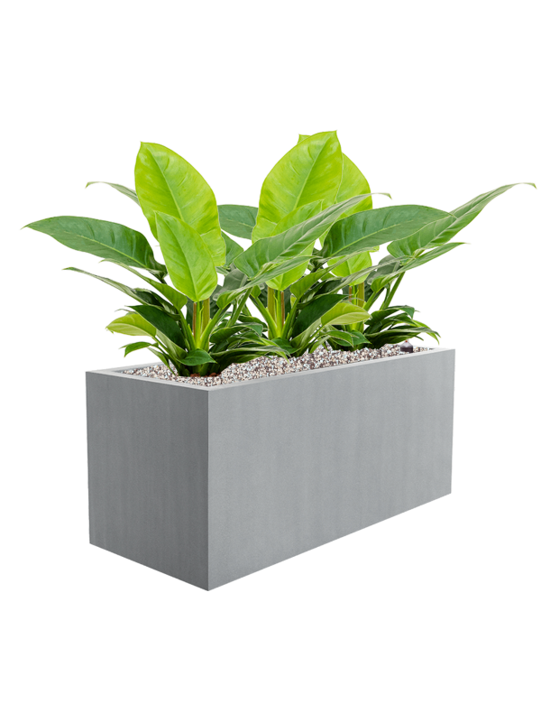 Philodendron 'Imperial Green' in Argento Office Plant With Pot 54cm Height 24cm Dia