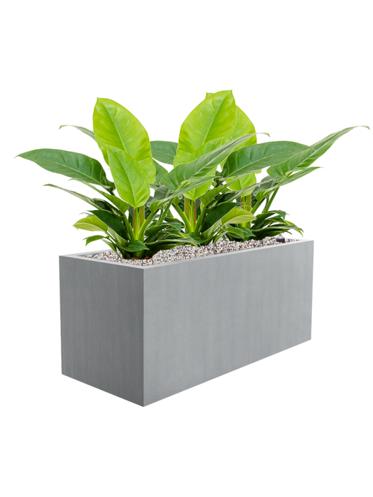 Philodendron 'Imperial Green' in Argento Office Plant With Pot 54cm Height 24cm Dia