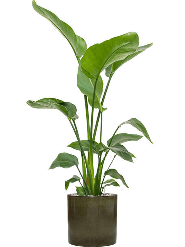 Strelitzia nicolai in Cylinder Office Plant With Pot 137cm Height 26cm Dia