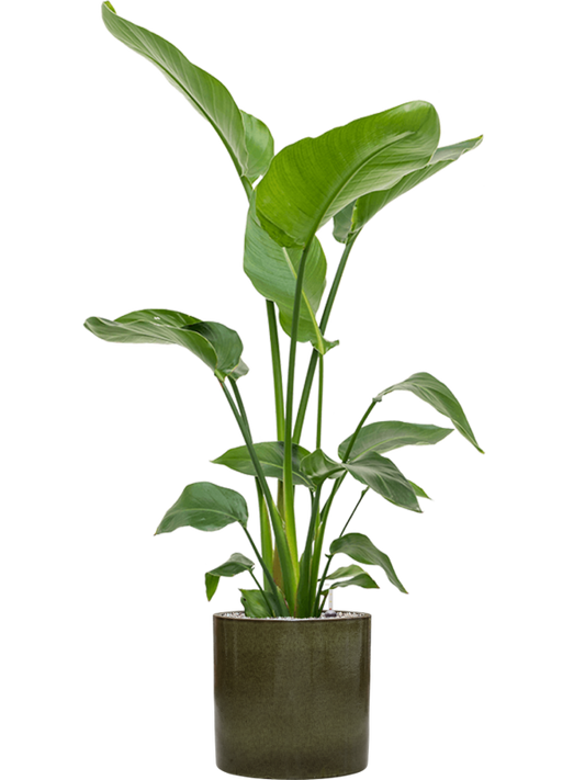 Strelitzia nicolai in Cylinder Office Plant With Pot 137cm Height 26cm Dia