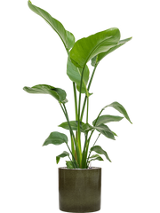 Strelitzia nicolai in Cylinder Office Plant With Pot 137cm Height 26cm Dia