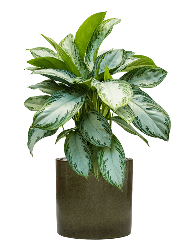 Aglaonema 'Silver Bay' in Cylinder Office Plant With Pot 82cm Height 26cm Dia