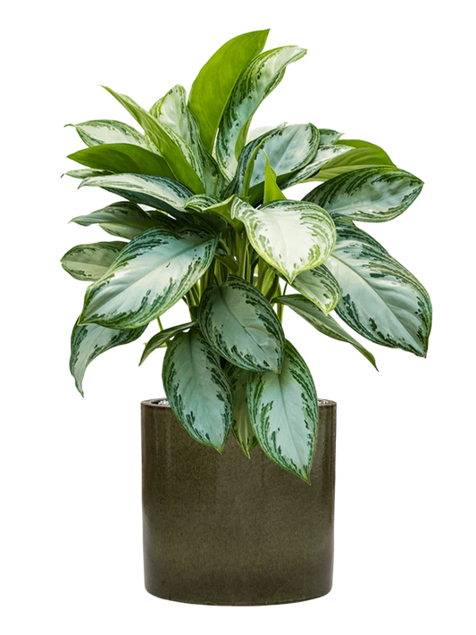 Aglaonema 'Silver Bay' in Cylinder Office Plant With Pot 82cm Height 26cm Dia