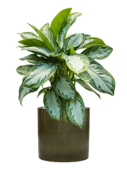 Aglaonema 'Silver Bay' in Cylinder Office Plant With Pot 82cm Height 26cm Dia