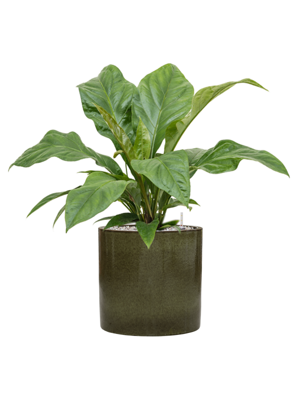 Anthurium ellipticum 'Jungle Bush' in Cylinder Office Plant With Pot 73cm Height 26cm Dia