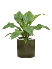 Anthurium ellipticum 'Jungle Bush' in Cylinder Office Plant With Pot 73cm Height 26cm Dia