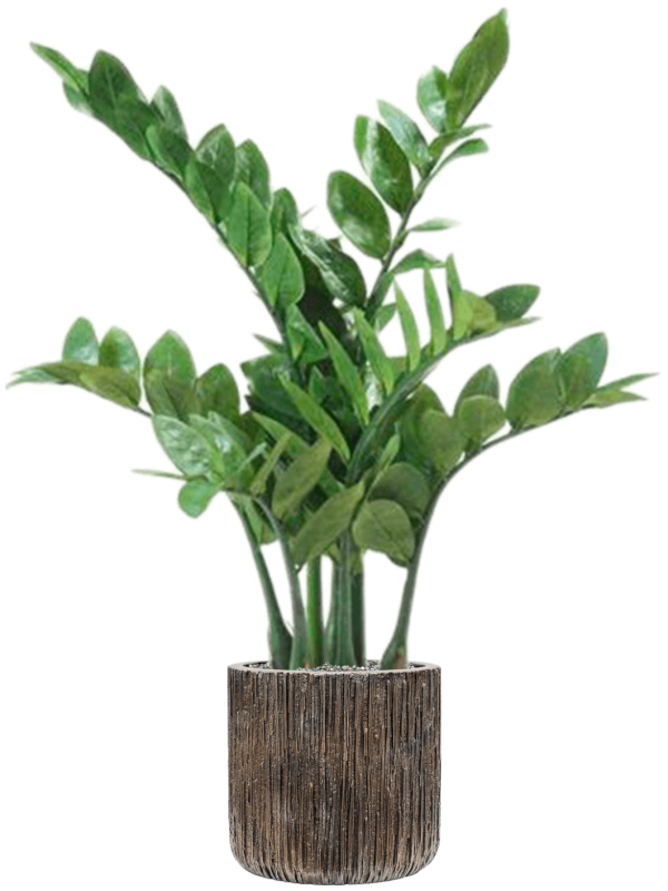 Zamioculcas in Baq Luxe Lite Universe Waterfall Office Plant With Pot 91cm Height 19cm Dia