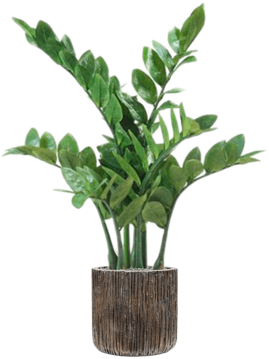 Zamioculcas in Baq Luxe Lite Universe Waterfall Office Plant With Pot 91cm Height 19cm Dia