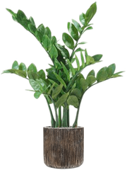 Zamioculcas in Baq Luxe Lite Universe Waterfall Office Plant With Pot 91cm Height 19cm Dia