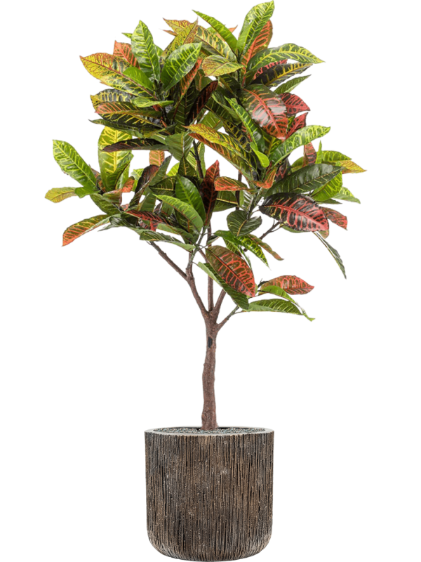 Croton in Baq Luxe Lite Universe Waterfall Office Plant With Pot 157cm Height 37cm Dia