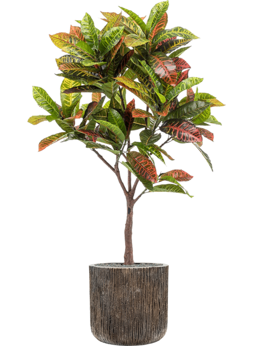 Croton in Baq Luxe Lite Universe Waterfall Office Plant With Pot 157cm Height 37cm Dia