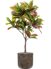 Croton in Baq Luxe Lite Universe Waterfall Office Plant With Pot 157cm Height 37cm Dia