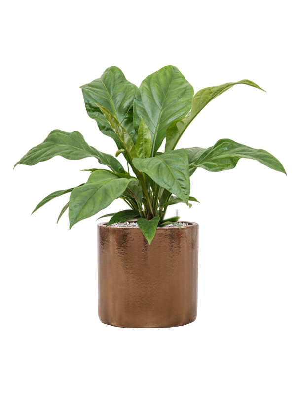 Anthurium ellipticum 'Jungle Bush' in Cylinder Office Plant With Pot 73cm Height 26cm Dia