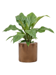 Anthurium ellipticum 'Jungle Bush' in Cylinder Office Plant With Pot 73cm Height 26cm Dia