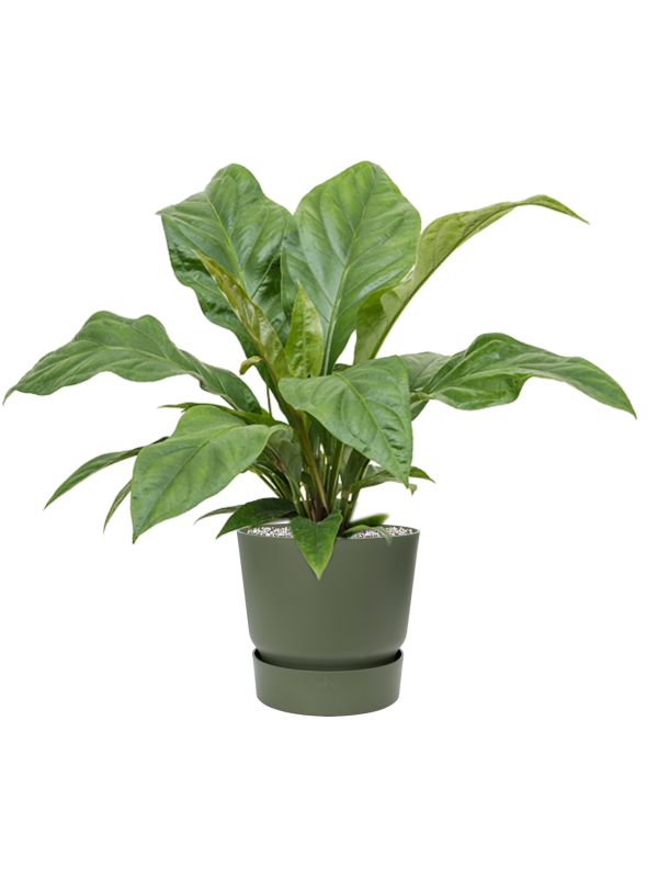 Anthurium ellipticum 'Jungle Bush' in Greenville Office Plant With Pot 66cm Height 24cm Dia