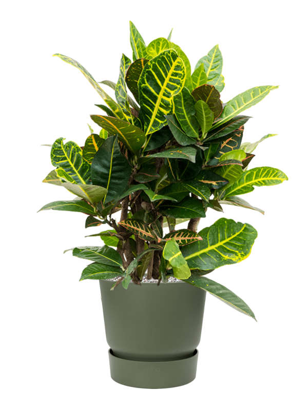 Croton (Codiaeum) variegatum 'Petra' in Greenville Office Plant With Pot 73cm Height 24cm Dia