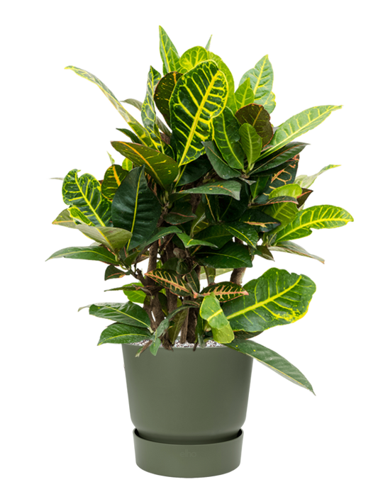 Croton (Codiaeum) variegatum 'Petra' in Greenville Office Plant With Pot 73cm Height 24cm Dia